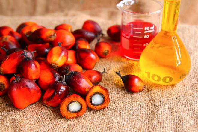 Bisnis CPO (Crude Palm Oil)